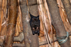 Hipposideros beatus