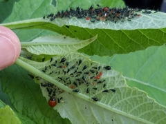 Uroleucon verbesinae