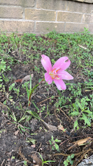 Zephyranthes carinata