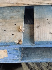 Eleutherodactylus coqui