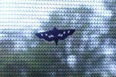 Desmia subdivisalis