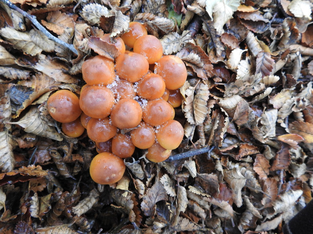 Hypholoma frowardii · May 2021 · photo: © marreginas (iNaturalist, cc-by)