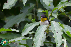 Hemithraupis flavicollis