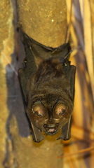 Hipposideros beatus