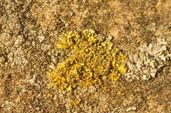 Xanthomendoza oregana