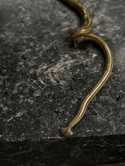 Diversibipalium multilineatum