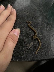 Diversibipalium multilineatum