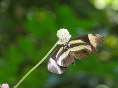 Epicadus heterogaster