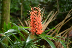 Hedychium coccineum