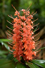 Hedychium coccineum