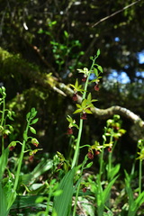 Calanthe tricarinata