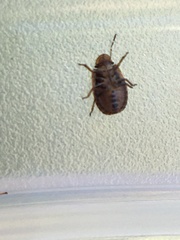 Sciocoris microphthalmus