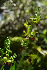 Calanthe tricarinata