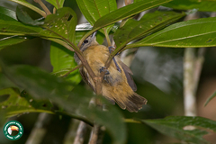 Myrmotherula