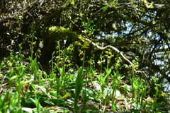 Calanthe tricarinata