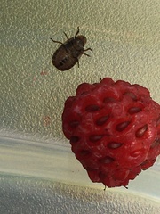 Sciocoris microphthalmus