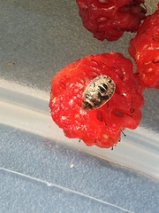 Sciocoris microphthalmus