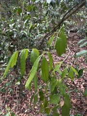 Tetragastris balsamifera