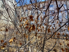 Alnus alnobetula fruticosa