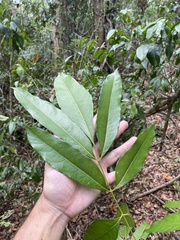 Tetragastris balsamifera