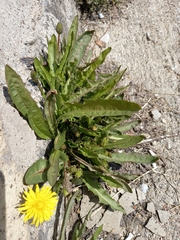 Taraxacum macroceras