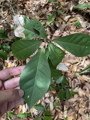 Capparidastrum frondosum