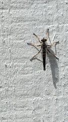 Neoitamus flavofemoratus