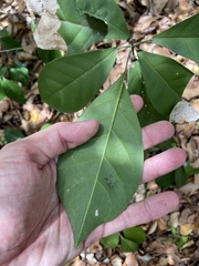 Capparidastrum frondosum