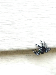 Phidippus audax