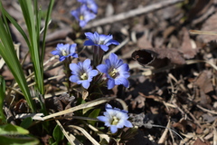 Gentiana zollingeri