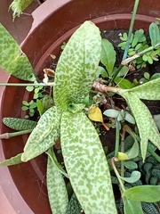 Ledebouria socialis