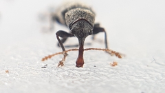 Doydirhynchus austriacus