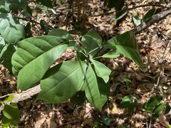 Capparidastrum frondosum