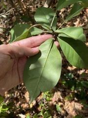 Capparidastrum frondosum