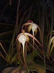 Brassavola cucullata
