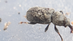 Doydirhynchus austriacus
