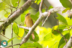 Pachyramphus castaneus