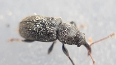 Doydirhynchus austriacus