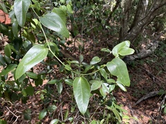Smilax domingensis