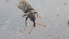 Doydirhynchus austriacus