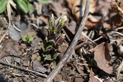 Gentiana zollingeri
