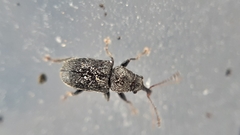 Doydirhynchus austriacus