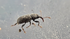 Doydirhynchus austriacus