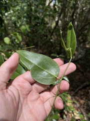 Smilax domingensis