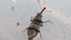 Doydirhynchus austriacus