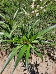 Eriodictyon californicum