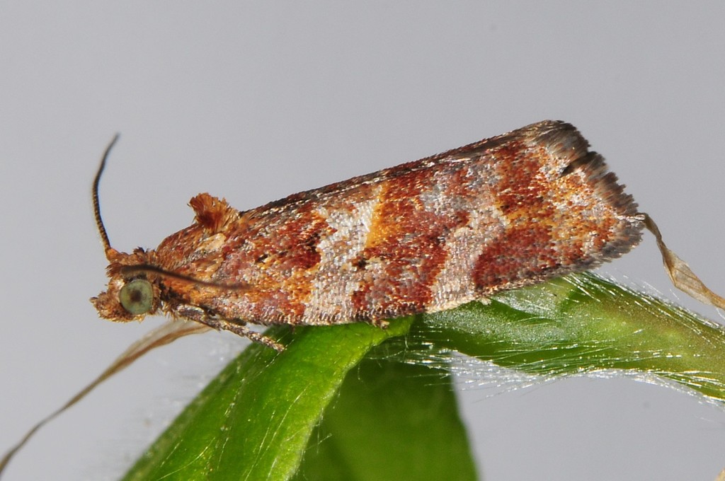 Pine Tube Moth