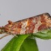 Pine Tube Moth - Photo (c) Jason M Crockwell, some rights reserved (CC BY-NC-ND), uploaded by Jason M Crockwell