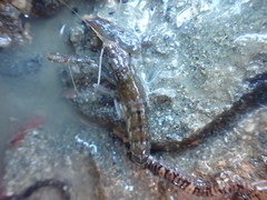 Alpheus novaezealandiae
