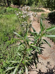 Eriodictyon californicum